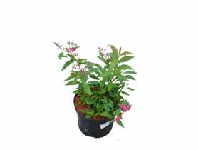 Spiraea japonica Genpei ŁAZUCCY