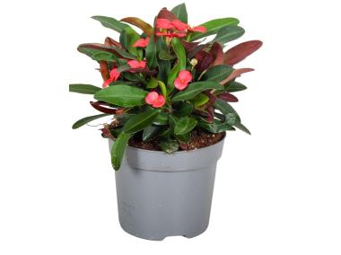 Zdjęcie: Kwiat doniczkowy Euphorbia KAMA