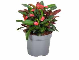 Kwiat doniczkowy Euphorbia KAMA