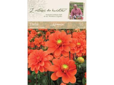 Zdjęcie: Dalia ogrodowa Hania kolekcja dalii W.LEGUTKO