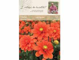 Dalia ogrodowa Hania kolekcja dalii W.LEGUTKO