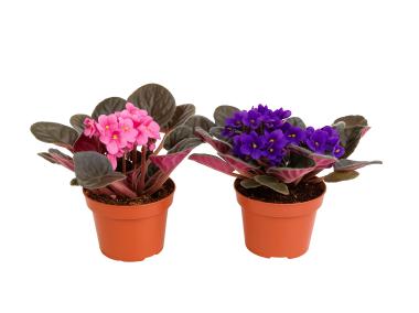 Zdjęcie: Kwiat doniczkowy fiołek afrykański saintpaulia multikolor KAMA