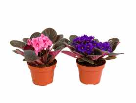 Kwiat doniczkowy fiołek afrykański saintpaulia multikolor KAMA