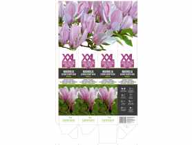 Magnolia Gerge Henry Kern GARTENLAND
