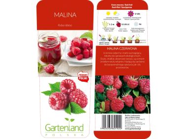 Zdjęcie: Malina czerwona GARTENLAND