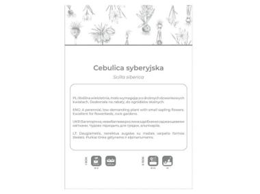 Zdjęcie: Cebulica syberyjska niebieska 5 sztuk W.LEGUTKO