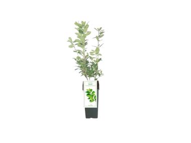 Zdjęcie: Laurowiśnia wschodnia Caucasica C2 GARTENLAND