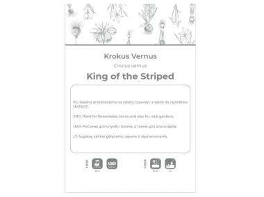 Zdjęcie: Krokus King of the Striped niebieski, paskowany 5 sztuk W.LEGUTKO