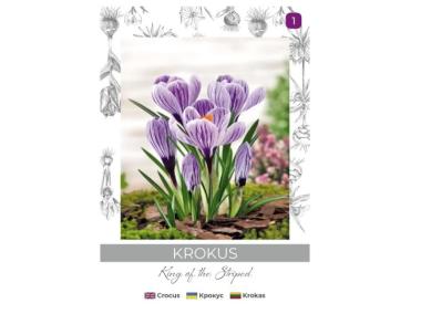 Zdjęcie: Krokus King of the Striped niebieski, paskowany 5 sztuk W.LEGUTKO