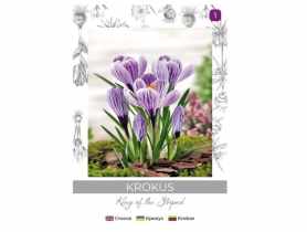 Krokus King of the Striped niebieski, paskowany 5 sztuk W.LEGUTKO