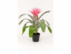 Kwiat doniczkowy Aechmea KAMA