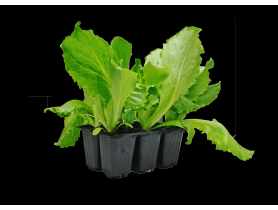 Sadzonki sałaty głowiastej 6 szt. 4 FLOWER