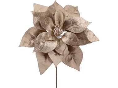 Zdjęcie: Gwiazda betlejemska pik 24 cm szampańska JUMI