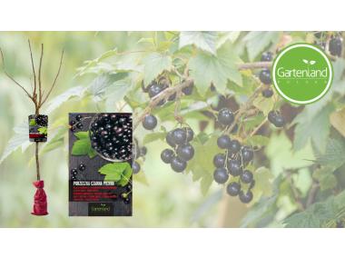 Zdjęcie: Porzeczka czarna na pniu - balot GARTENLAND