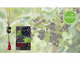 Porzeczka czarna na pniu - balot GARTENLAND