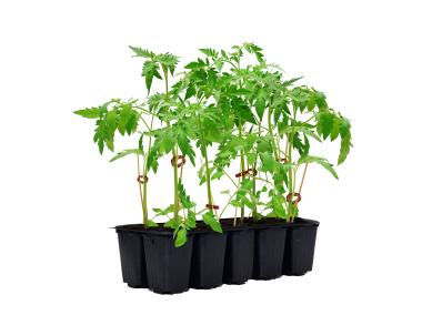 Zdjęcie: Sadzonka pomidora malinowego 10 szt. 4 FLOWER