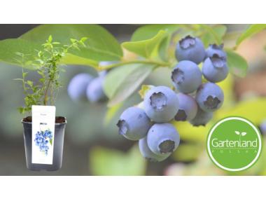Zdjęcie: Borówka amerykańska GARTENLAND