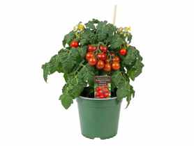 Pomidor sadzonka mini Primabell czerwony 4 FLOWER