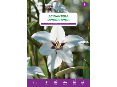 Zdjęcie: Kwiat Acidantera dwubarwna 5 szt. sadzonki LEGUTKO