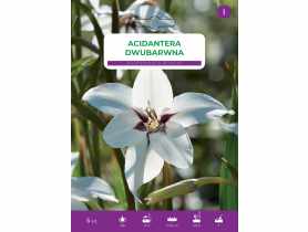 Kwiat Acidantera dwubarwna 5 szt. sadzonki LEGUTKO