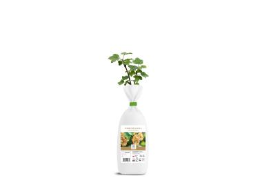 Zdjęcie: Porzeczka Wersalska biała sadzonka DIPLANTS