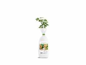 Porzeczka Wersalska biała sadzonka DIPLANTS