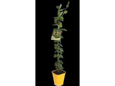 Zdjęcie: Wiciokrzew C2 CLEMATIS