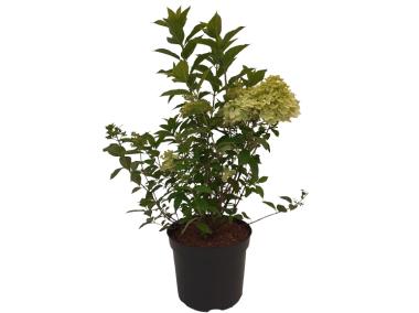 Zdjęcie: Hortensja bukietowa Limelight C2/40-60 cm ŁAZUCCY