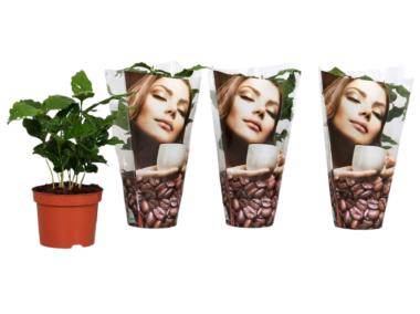 Zdjęcie: Kawa doniczkowa 12 cm KAMA