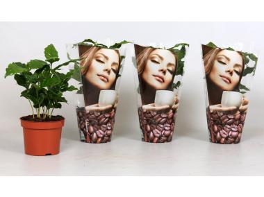 Zdjęcie: Kawa doniczkowa 12 cm KAMA