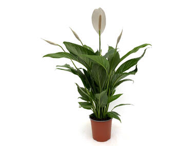 Zdjęcie: Spathiphyllum KAMA MAŚLANKIEWICZ