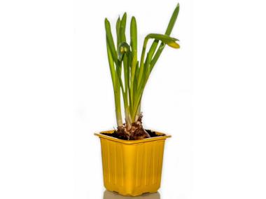 Zdjęcie: Narcyz doniczkowy 7x7 cm CYGANEK