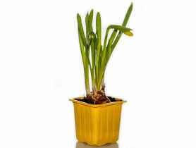 Narcyz doniczkowy 7x7 cm CYGANEK