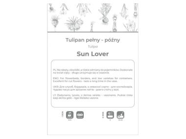 Zdjęcie: Tulipan Sun Lover żółty 4 sztuki W.LEGUTKO