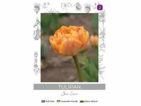 Tulipan Sun Lover żółty 4 sztuki W.LEGUTKO