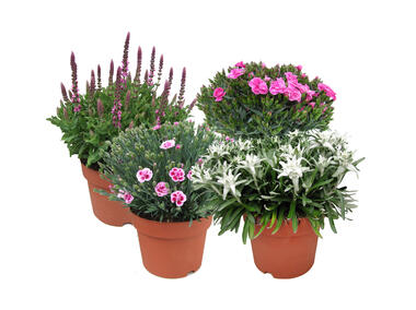 Zdjęcie: Byliny polskie mix 4FLOWER