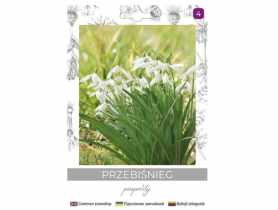 Przebiśnieg pospolity biały 5 sztuk W.LEGUTKO