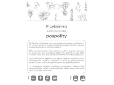 Zdjęcie: Przebiśnieg pospolity biały 5 sztuk W.LEGUTKO