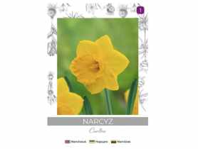 Narcyz Carlton żółty 3 sztuki W.LEGUTKO