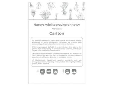 Zdjęcie: Narcyz Carlton żółty 3 sztuki W.LEGUTKO