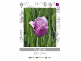 Tulipan Blue Heron fioletowy 3 sztuki W.LEGUTKO