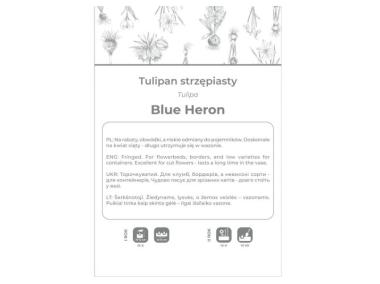 Zdjęcie: Tulipan Blue Heron fioletowy 3 sztuki W.LEGUTKO