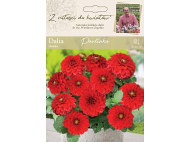 Zdjęcie: Dalia ogrodowa Paulinka kolekcja dalii W.LEGUTKO
