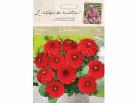 Dalia ogrodowa Paulinka kolekcja dalii W.LEGUTKO