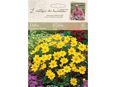 Zdjęcie: Dalia ogrodowa Nina kolekcja dalii W.LEGUTKO