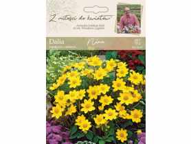 Dalia ogrodowa Nina kolekcja dalii W.LEGUTKO
