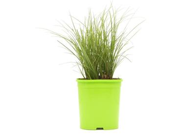 Zdjęcie: Trawa ozdobna mix Koe WN GARTENLAND