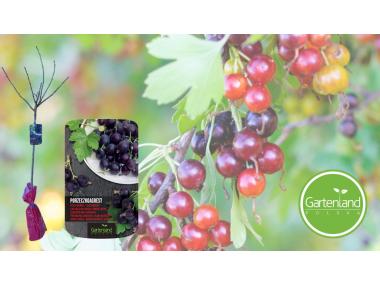 Zdjęcie: Porzeczko-agrest na pniu GARTENLAND