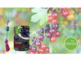 Porzeczko-agrest na pniu GARTENLAND