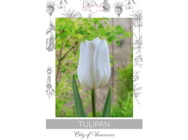 Zdjęcie: Tulipan City of Vancouver W.LEGUTKO